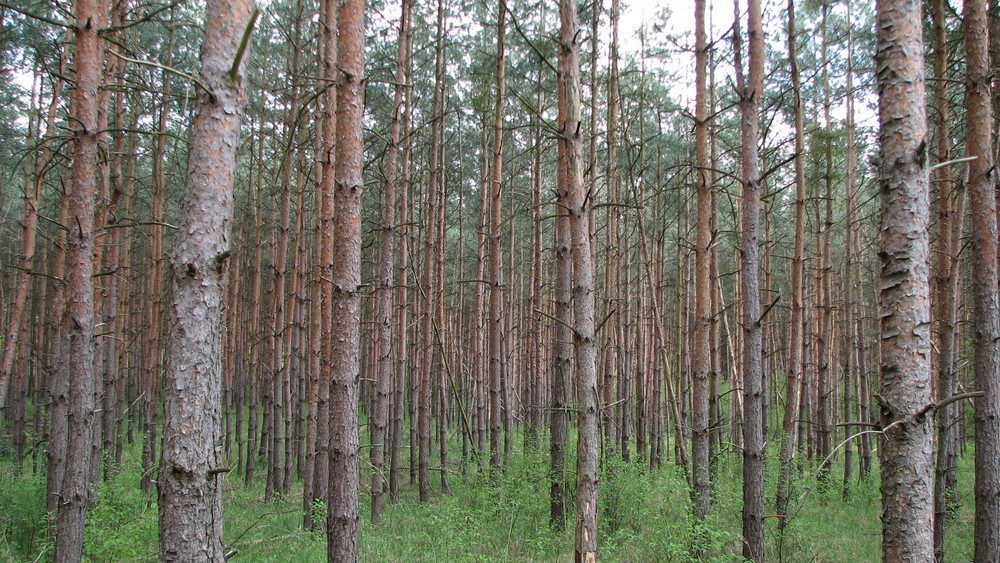 Nadel-Wald unter Wolken