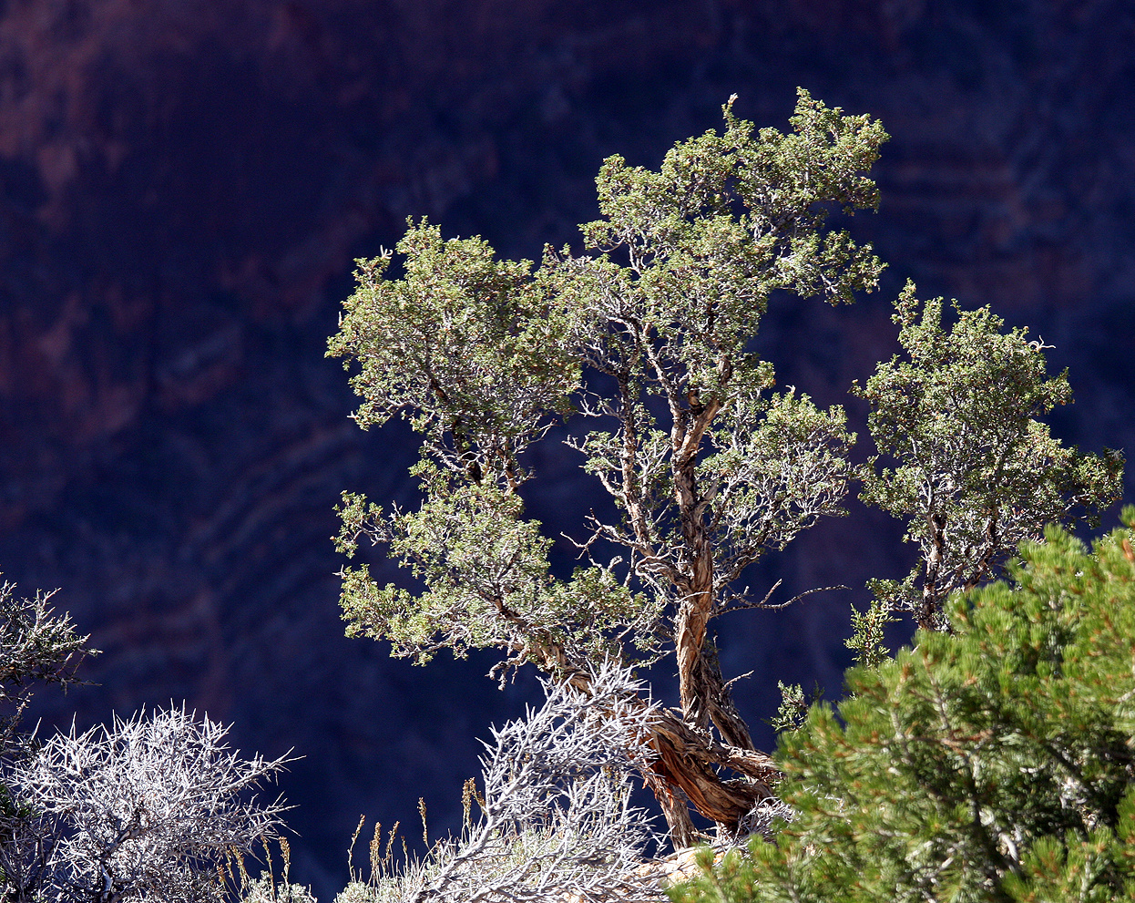 "Nadelbäume im Mittagslicht am South Rim des Grand Canyon"