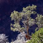 "Nadelbäume im Mittagslicht am South Rim des Grand Canyon"