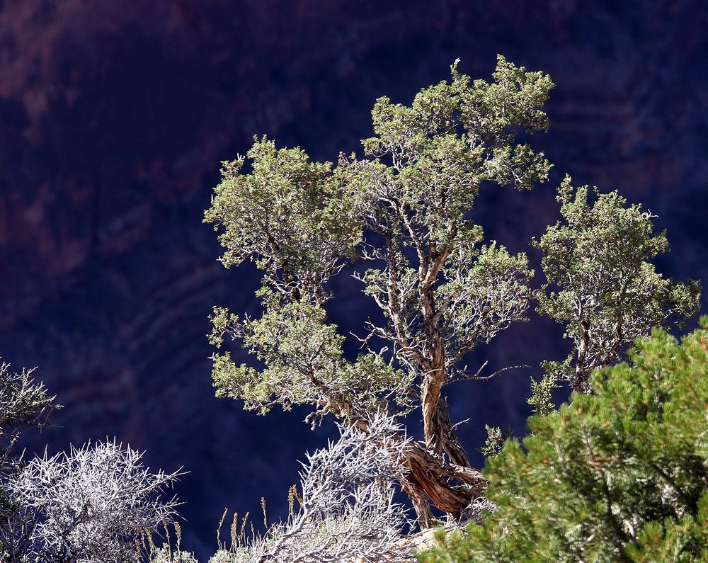 "Nadelbäume im Mittagslicht am South Rim des Grand Canyon"