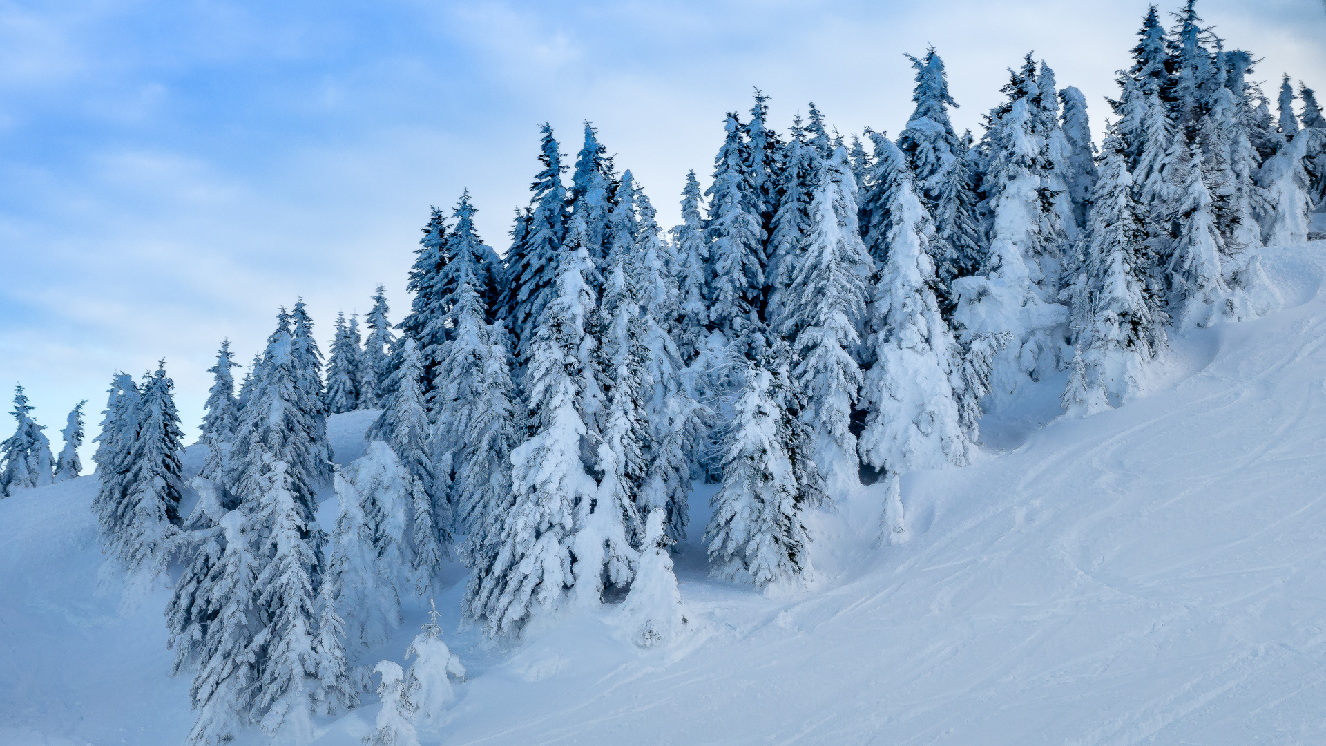 Nadelbäume und der Winter