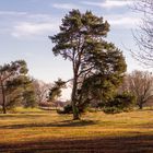 Nadelbaum an der Thülsfelder Talsperre