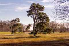 Nadelbaum an der Thülsfelder Talsperre