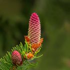 Nadelbaum-Blümchen...