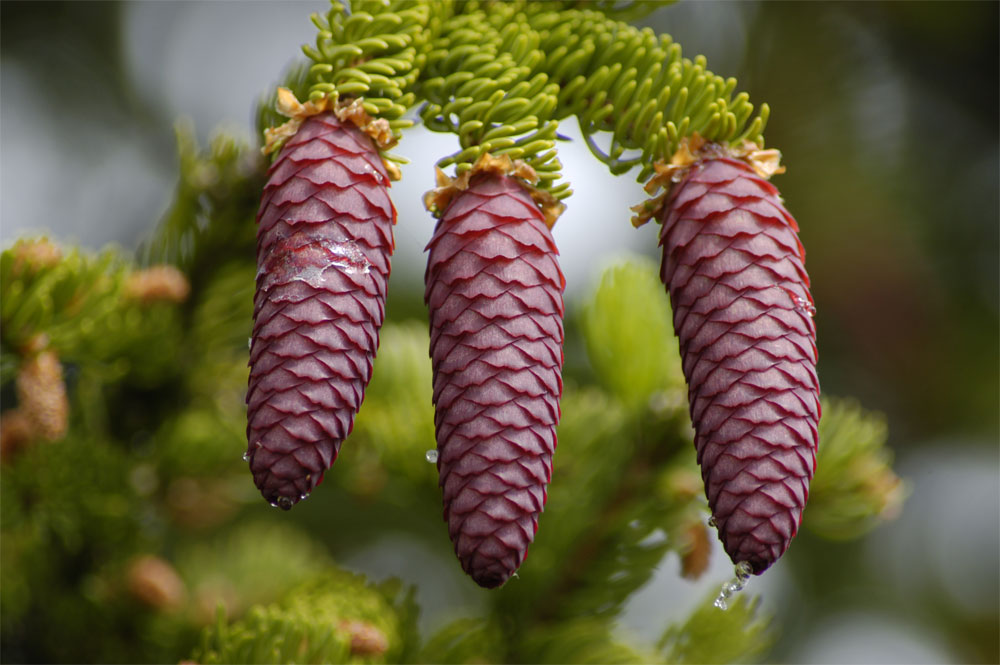 Nadelbaum im Bergfrühling