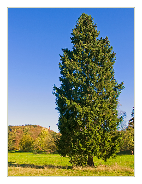 Nadelbaum im Herbst 2 Foto & Bild pflanzen, pilze & flechten, bäume