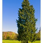 Nadelbaum im Herbst 2