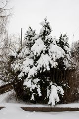 Nadelbaum im Schnee