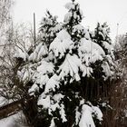 Nadelbaum im Schnee