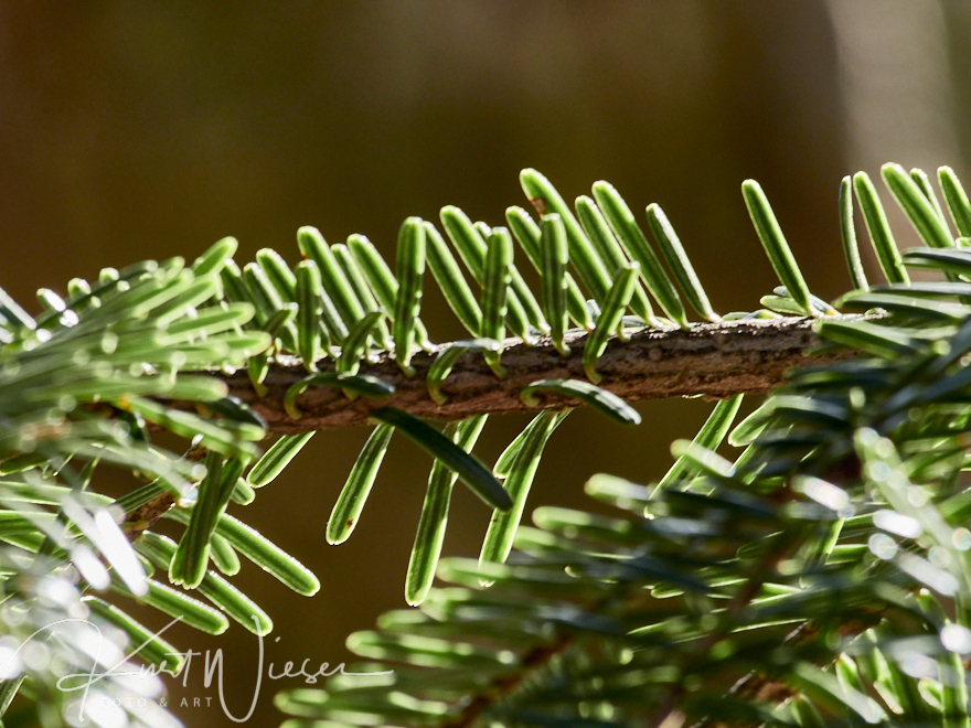 Nadelbaum im Sonnenschein