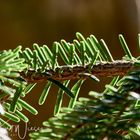 Nadelbaum im Sonnenschein