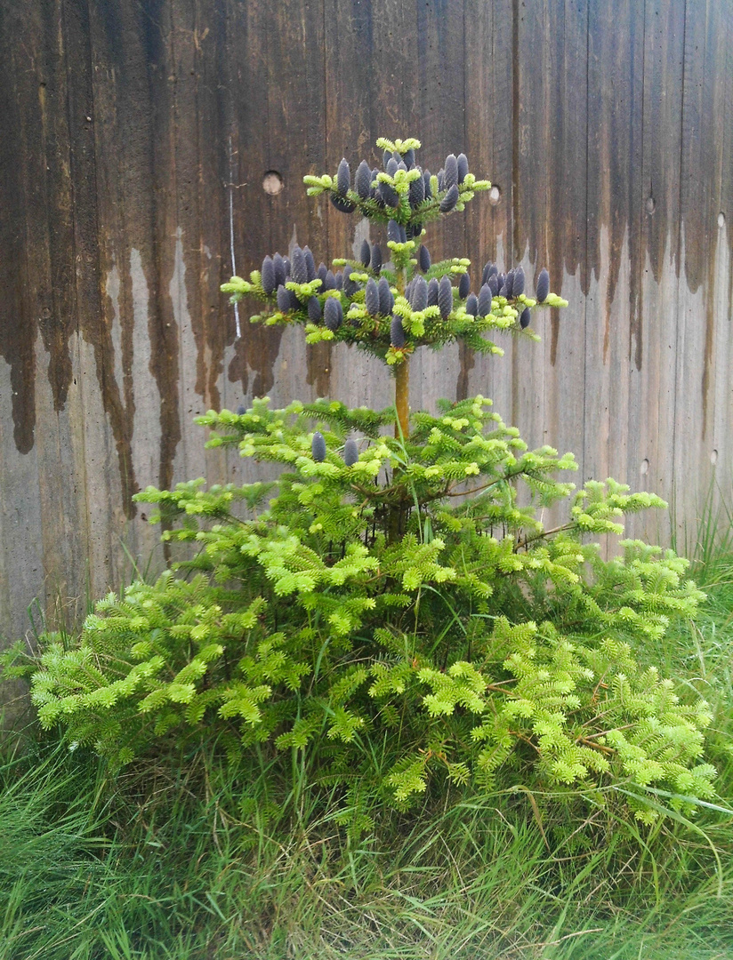 Nadelbaum in Blüte