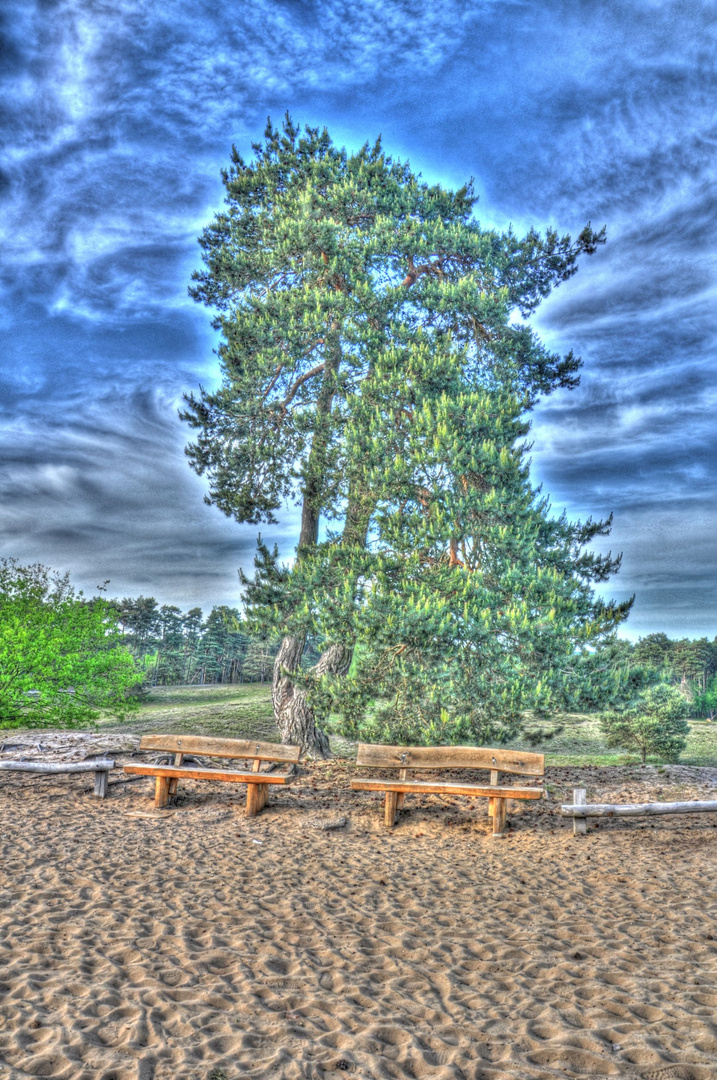 Nadelbaum in der Westrupper Heide