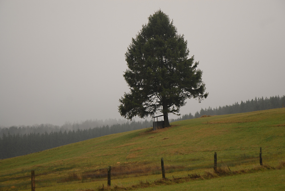 Nadelbaum mit Ansitz im November