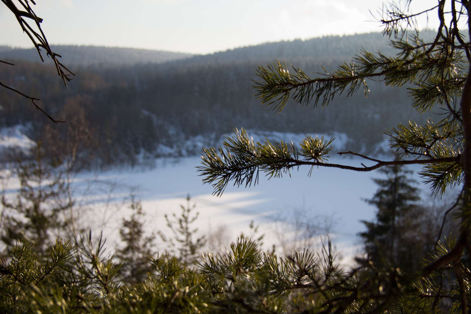 Nadelbaum mit zugefrorenem See im Hintergrund