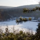 Nadelbaum mit zugefrorenem See im Hintergrund