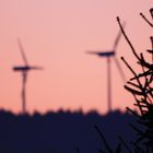 nadelbaum vor windrädern