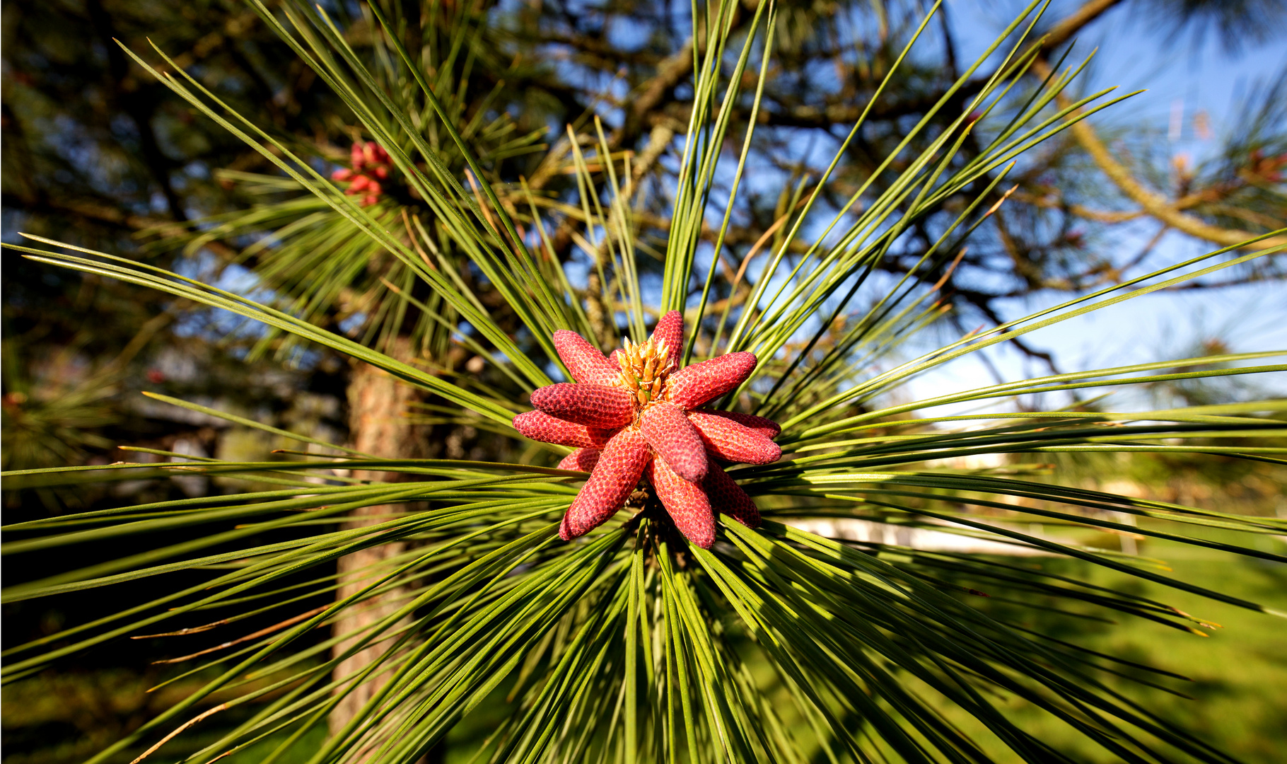 Nadelbaumblüte