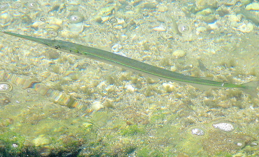 Nadelfisch am Tropenstrand