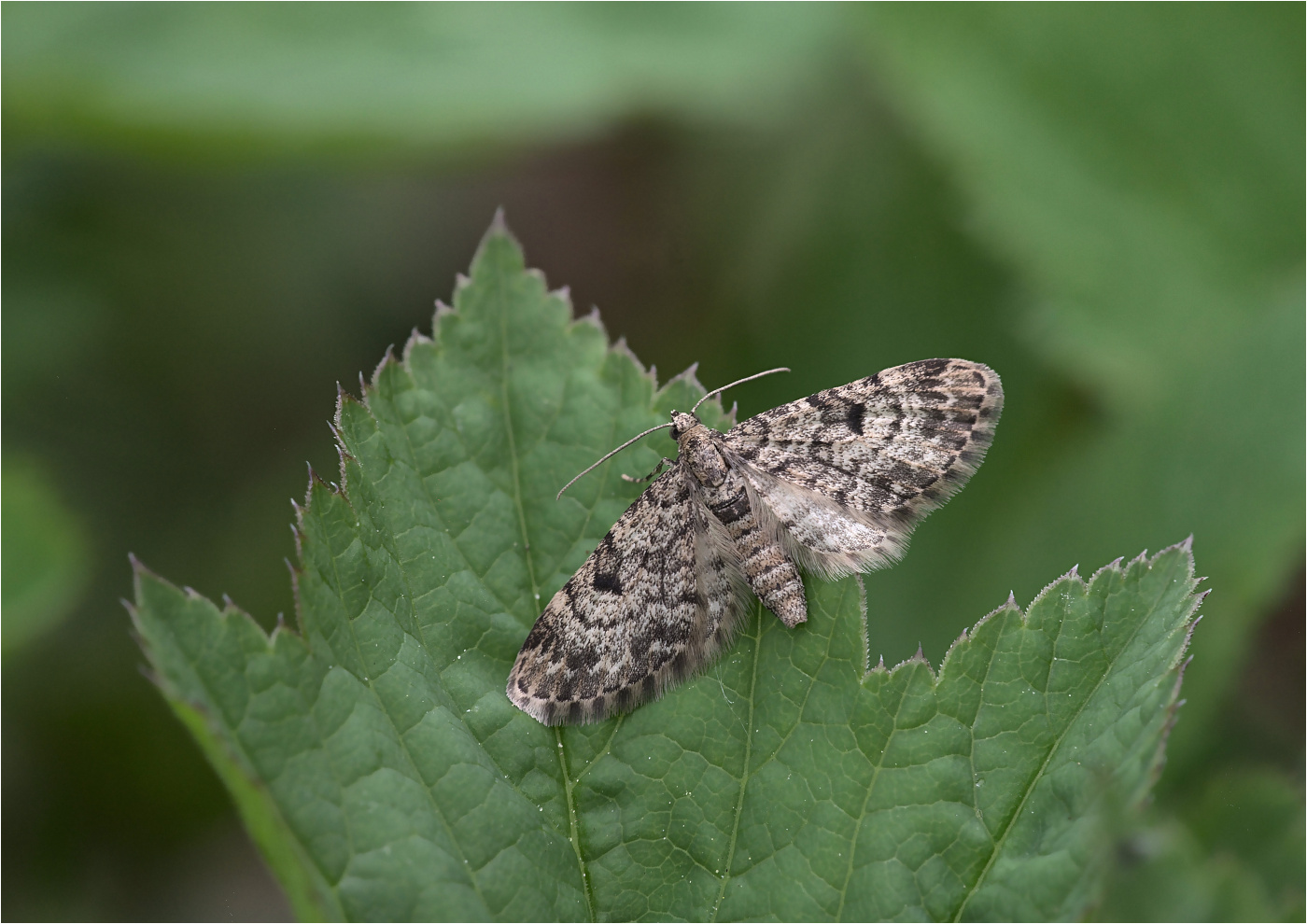 Nadelgehölz-Blütenspanner (Eupithecia tantillaria)