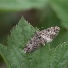 Nadelgehölz-Blütenspanner (Eupithecia tantillaria)