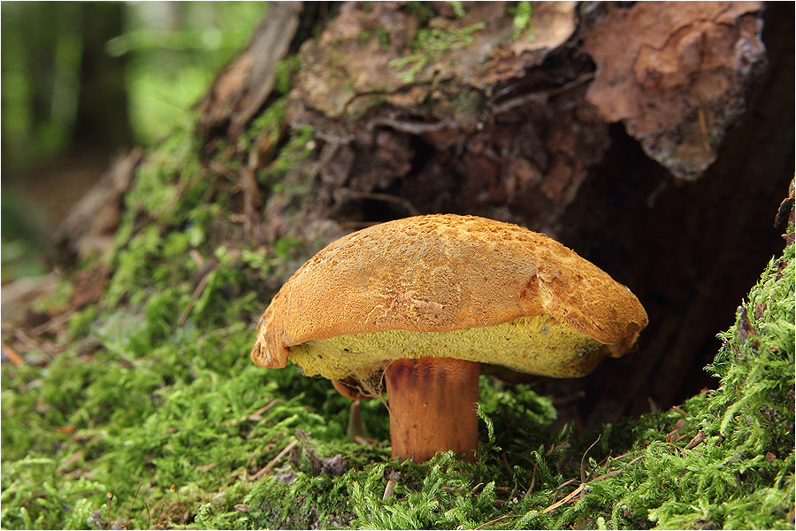 Nadelholz-Röhrling (Buchwaldoboletus lignicola)