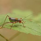 Nadelholz-Säbelschrecke (Barbistes constrictus), Männchen