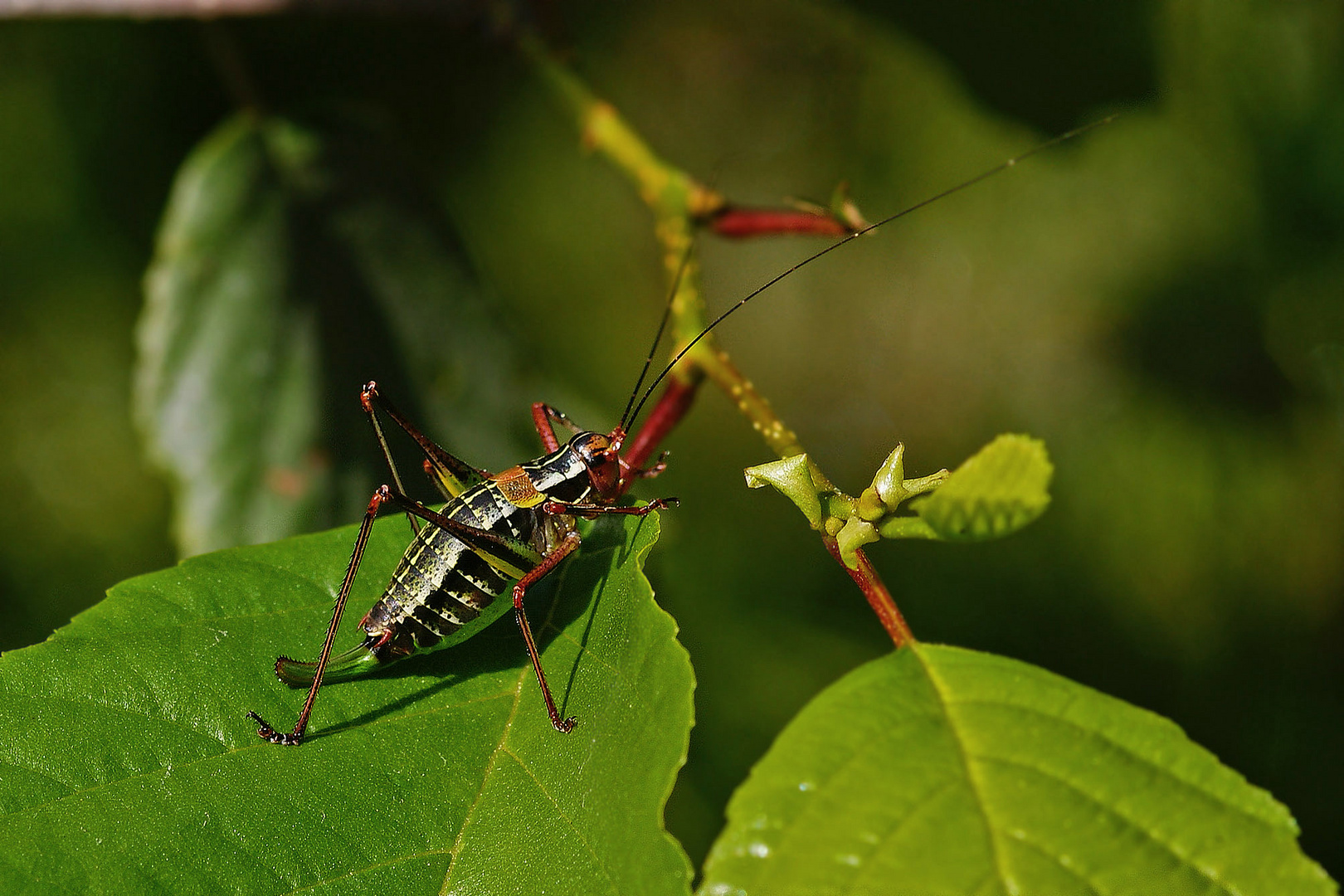 Nadelholz-Säbelschrecke (Barbistes constrictus), Weibchen