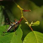 Nadelholz-Säbelschrecke (Barbistes constrictus), Weibchen