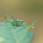 Nadelholz-Säbelschrecke (Barbistes constrictus), Weibchen