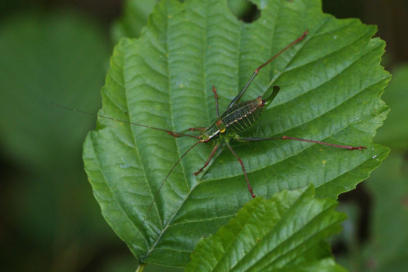 Nadelholz-Säbelschrecke (Barbistes constrictus),Weibchen.