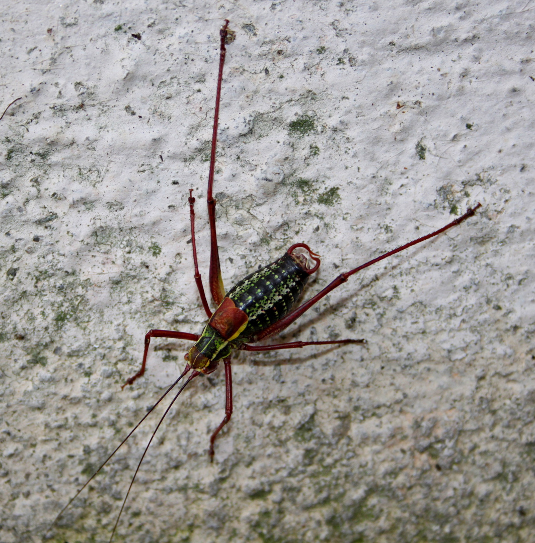 Nadelholz-Säbelschrecke (Barbitistes constrictus) Männchen