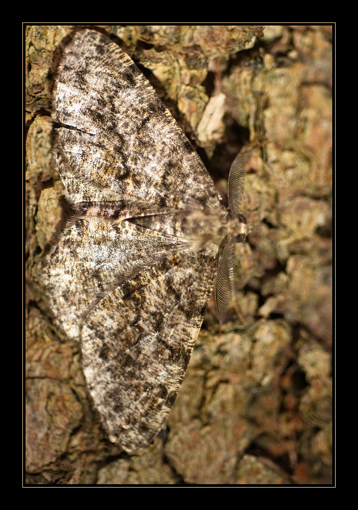 Nadelholzrindenspanner (Peribatodes secundarius)