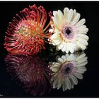 Nadelkissen & Gerbera