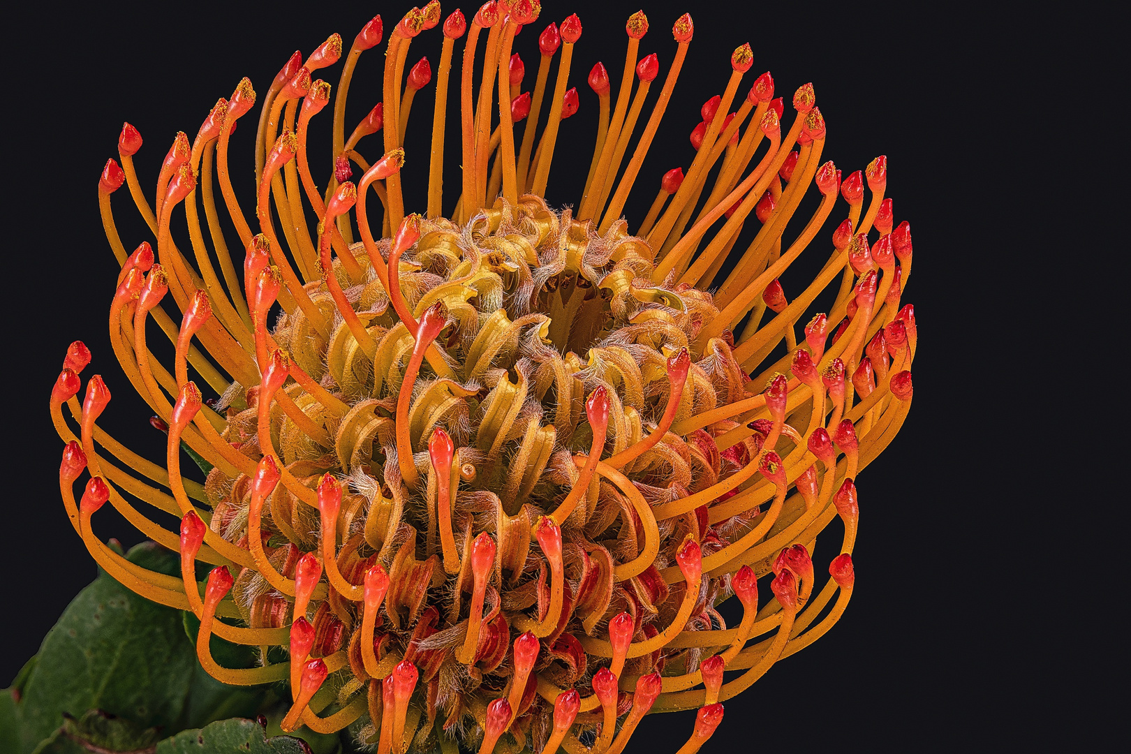 Nadelkissen (Leucospermum cordifolium)