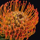 Nadelkissen (Leucospermum cordifolium)