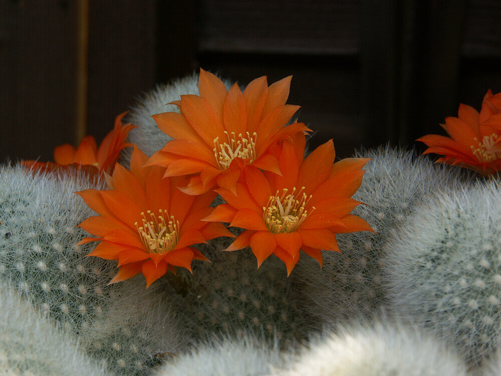 Nadelkissen mit Blüten