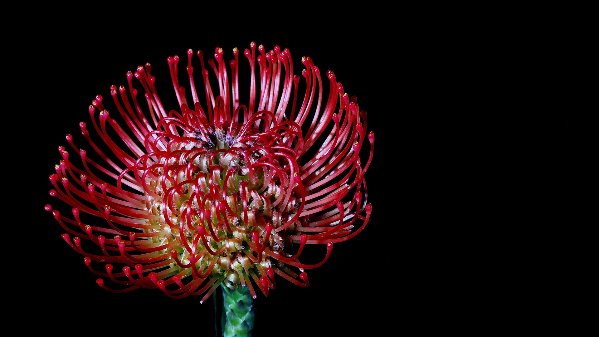 Nadelkissen Protea