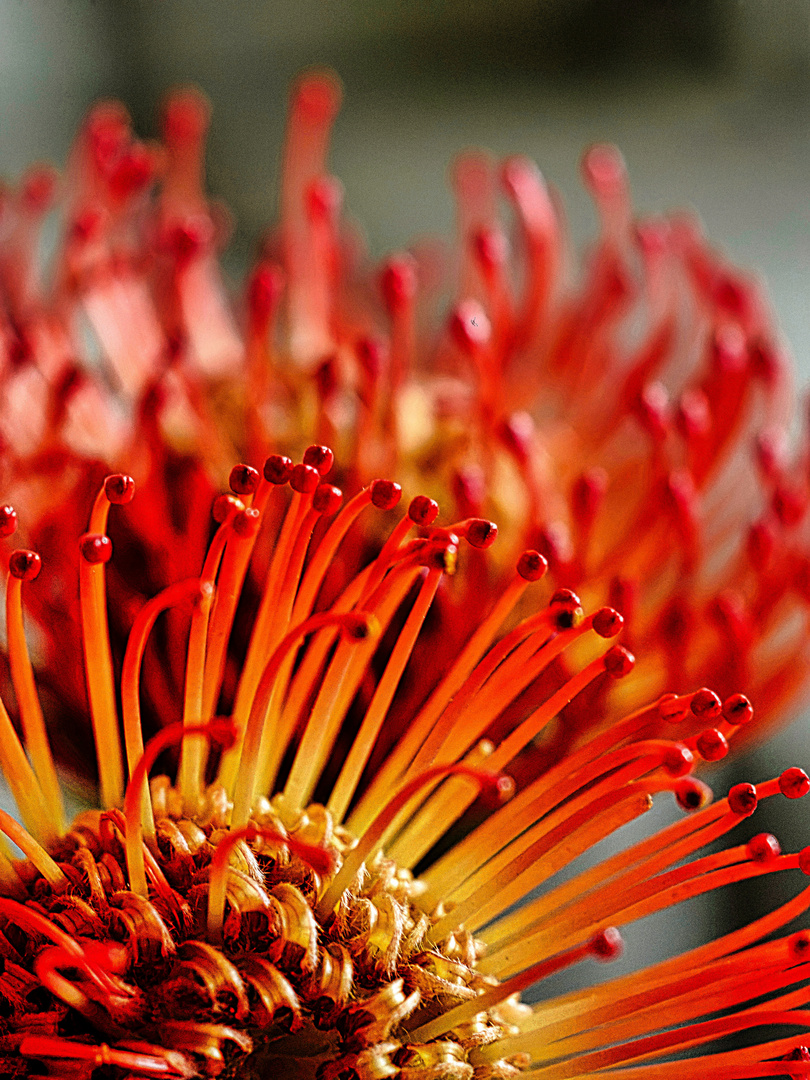 Nadelkissen-Protea