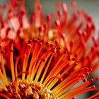 Nadelkissen-Protea