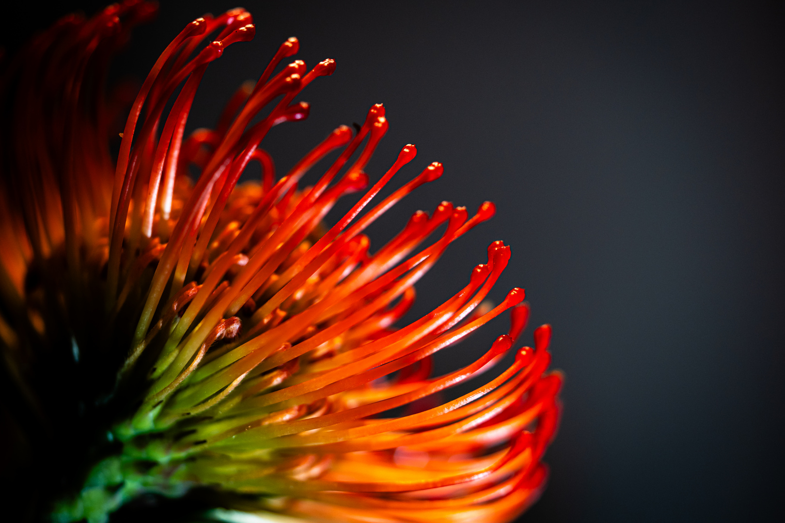 Nadelkissen - Protea