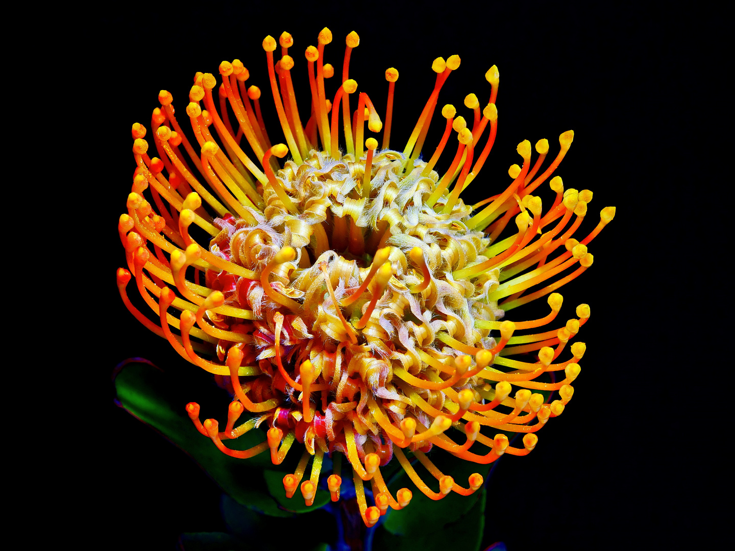 Nadelkissen Protea