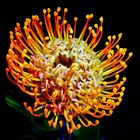 Nadelkissen Protea