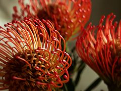 Nadelkissen-Protea