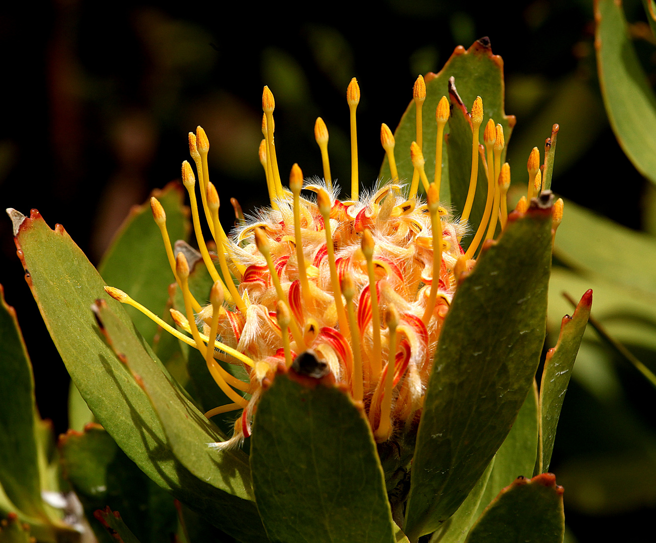 Nadelkissen - Protea