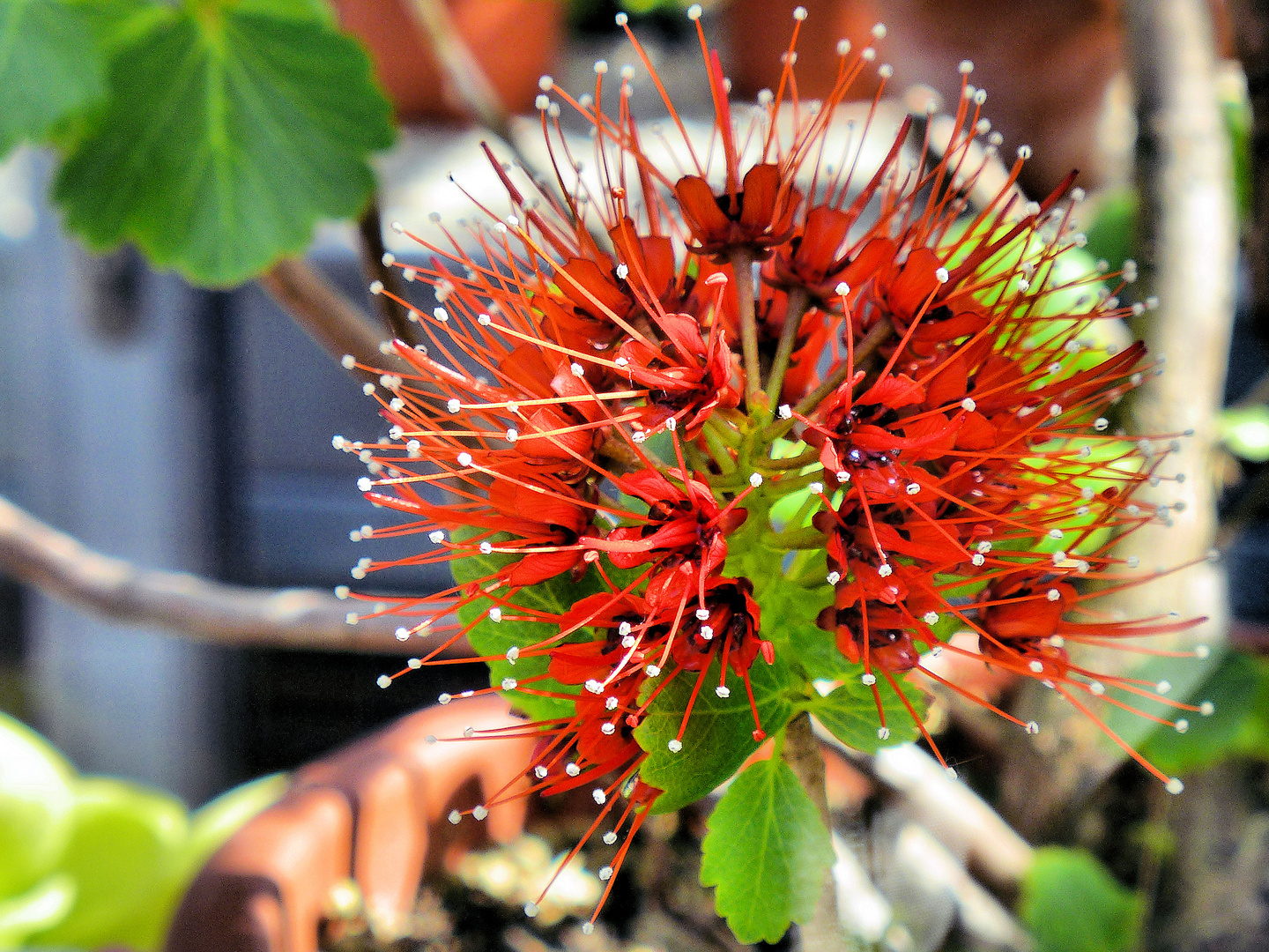 Nadelkissen Protea