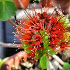 Nadelkissen Protea