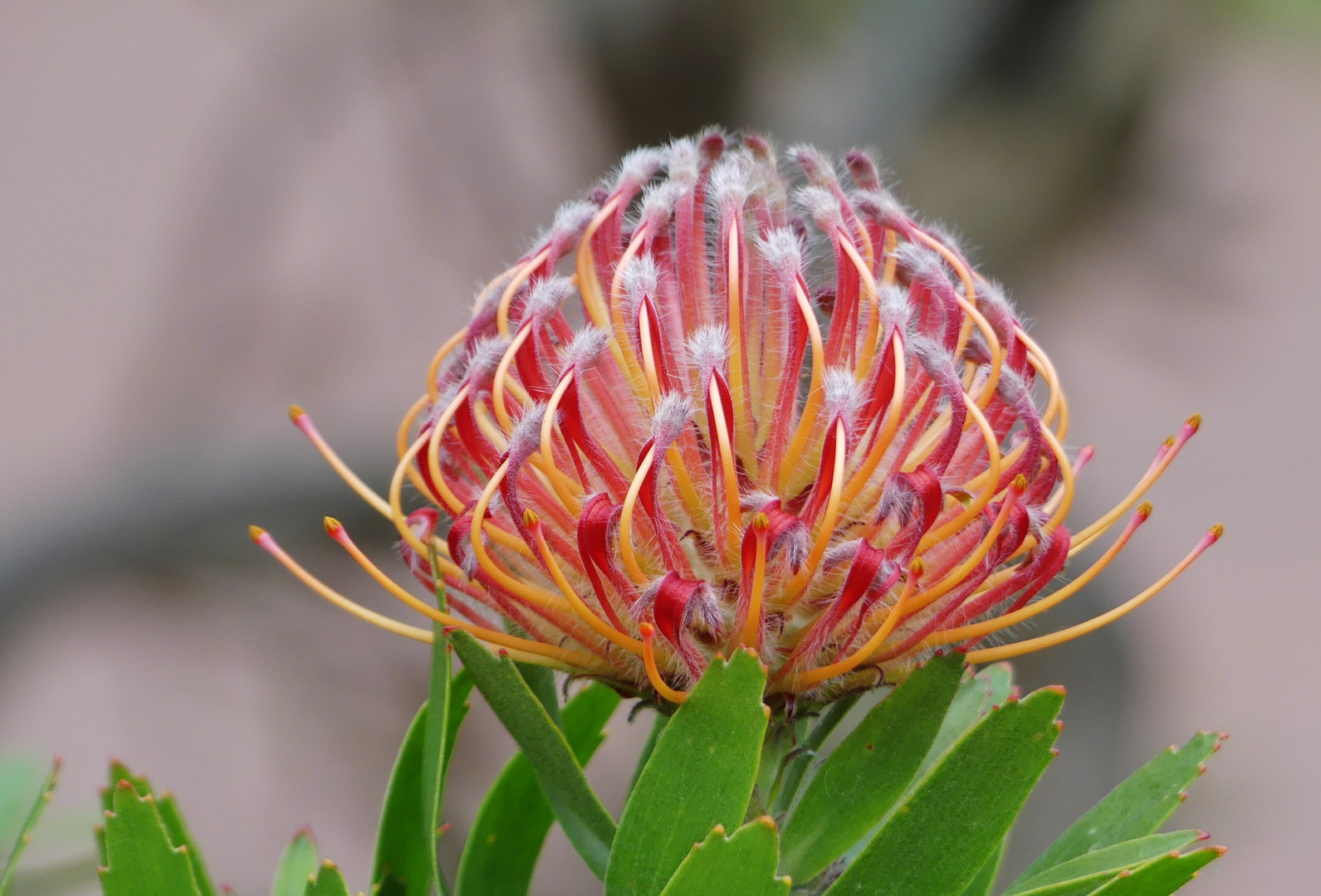 Nadelkissenblüte (Leucospermum cordifolium)