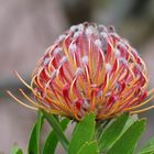 Nadelkissenblüte (Leucospermum cordifolium)