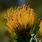 Nadelkissenprotea Blüte